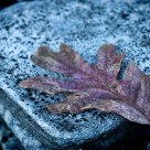 Leaf on Stone